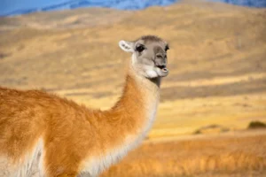 fauna en torres del paine